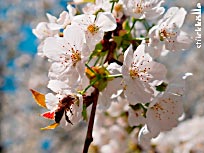 Kirschblüte mit Biene