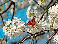 Kirschblüte mit Schmetterling